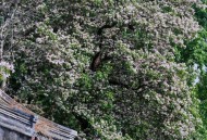 北京胡同大树披毛衣,北京胡同里的树