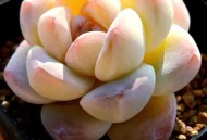 冷美人获38000奖励,冷美人多肉怎么养？