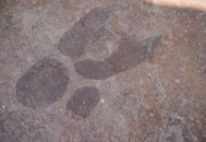 四川现迷你恐龙足迹,恐龙脚印是怎么形成的？