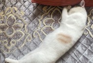 原来猫咪也是敏感肌,猫对强光敏感吗？