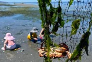 蟹藏车内2年才取出,螃蟹放在车上9个小时会死吗? 蟹藏车内2年才取出,螃蟹放在车上9个小时会死吗?