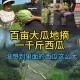 每人每年吃近百斤瓜,经常看到各西瓜种植区瓜王比赛，哪些百斤以上瓜王是怎么种出来的？