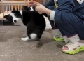 被柯基关车外20分钟,成年柯基可以关在笼子里吗？