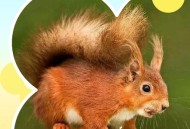 四川惊现白色小松鼠,四川松鼠成灾怎么回事？四川松鼠造成多大伤害？