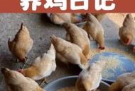 鸭子填油脂当大鹅卖,用猪油喂鸭子长势好吗？