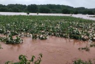 洪涝毁400亩农作物,南方暴雨洪涝灾害会影响什么农作物？