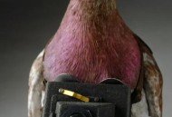 俄展示间谍鸽子技术,俄国间谍