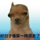 暑假作业被狗撕碎,狗狗总是把窝里的垫子撕碎？