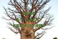 男子种猴面包树18年,中国哪些地方可以种猴面包树？