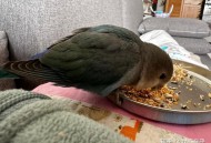 鹦鹉被顾客狗咬死 ,鹦鹉被顾客狗咬死 店主哭了一晚上