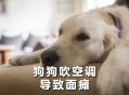 金毛疑蹭空调被打死,一个多月的金毛能在空调屋睡觉吗？