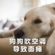 金毛疑蹭空调被打死,一个多月的金毛能在空调屋睡觉吗？