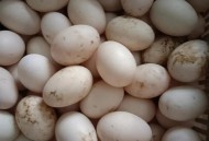 养殖户养头猪亏36元,鸡蛋2.7元/斤鸭蛋0.75元/枚鹅蛋2元/枚养殖户有利润吗？