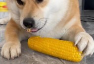 狗狗下地掰玉米,小狗能啃玉米棒子吗？