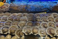 日本扇贝已出口中国,如果中国养殖的扇贝游去日本，可不可以抢回来？