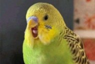 鹦鹉被顾客狗咬死 ,鹦鹉为什么会被另一只咬死？