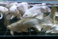 裙内查获229条活鱼,