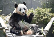 旅日大熊猫即将回国,旅日20年熊猫将回国 视频