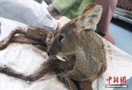 宠物医院输血1次4千,不同物种间能够输血吗？