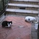 物业称将捕杀流浪猫,小区物业捕杀小区里的流浪猫狗怎么办，你认为他们有这个权利吗？