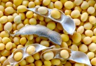 没买过美国一粒大豆,超市大豆是美国产的吗？