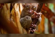 游客将狐猴摔地离去,寸金动物园有什么动物？