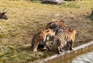 动物园自驾被老虎追,动物园怎么叫老虎过来？