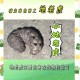 在动物园被老虎咬伤,老虎能咬动龟壳吗？