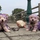 狗走失挣脱铁链回家,狗戴长铁链会不会觉得不舒服呢?