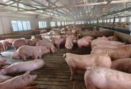 养猪场少了20头猪,猪场粪渣少是什么原因？