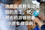 动物园幼虎被打头,动物园老虎互殴