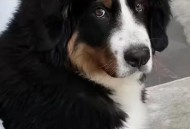 狗狗跋涉50公里报恩,狗跋涉100公里