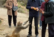 贵州猴子进化到上班,贵州 猴子