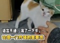 英国猫听不懂中文,猫听得懂人说话吗？