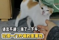 英国猫听不懂中文,猫听得懂人说话吗？
