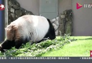 日本马上没大熊猫了,日本马上没大熊猫了吗