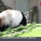 日本马上没大熊猫了,日本马上没大熊猫了吗