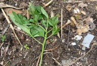 辣椒面疑现鼠头异物,辣椒面疑现鼠头异物怎么办