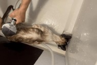 有商户现宰活猫出售,宰猫的水温？