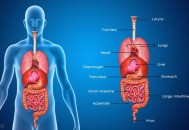 感冒跑步致器官衰竭,感冒跑步致器官衰竭怎么办