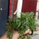 误拔别人2万多斤葱,葱怎么拔？