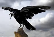 山西惊现乌鸦满天飞,乌鸦满天飞的原因? 山西惊现乌鸦满天飞,乌鸦满天飞的原因?