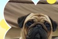 空气差到动物呼吸难,汗腺不发达动物通过什么降温？