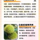 白露必吃的6种食物,白露之后吃什么食物好？