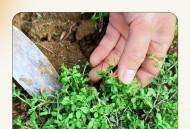 大鹅河沟突然消失,天胡荽的介绍？