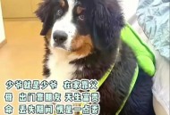 狗狗跋涉50公里报恩,俗话说狗养三天懂得感恩人养三年？