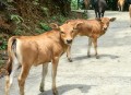 衡阳一停狗位走红,茂名信宜有什么名人？