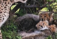 山西一花豹爬进院子,山西哪里野生豹最多？