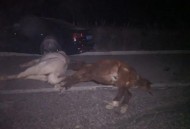 游客自驾撞死6匹马,马跑的快还是汽车跑的快？