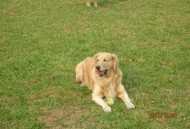 景区门票人40狗30,大兴南海子公园门票多少钱，能带狗狗吗？